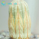 New Seeds!Semillas De Flores 100 Lithops Seed Raw Stone Cactus Seeds Stems