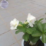 BELLFARM Adenium Purely White Flower Seeds, 2 seeds, 2 layer middle sized b