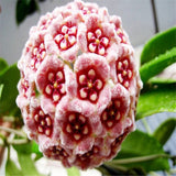 hoya seeds, potted seed, hoya carnosa flower seed Garden plants, perennial