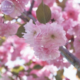 BELLFARM Japanese Pink Cherry Blossom Sakura Tree, 20 seeds, Oriental Sweet