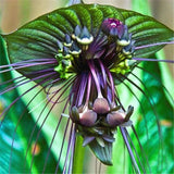 FD4208 new Bat Tacca Chantrieri Cat Whiskers Flower Seeds Garden Bonsai Pla