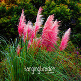 New Seeds 2017! 200 Seeds/Bag Pampas Grass Cortaderia Seeds Are Very Beauti