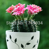 1 Original Pack 10 Seeds / Pack mixture of cactus seeds, office desk Radiat