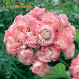 LAND MIRACLE 5 PCS   Rare Geranium Seeds Appleblossom Rosebud Pelargonium P