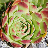 Sempervivum heuffelii green Succulents Fleshy Seeds 10PCS per pack bonsai f