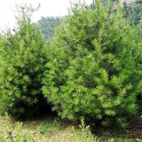 Wholesale Plants Flower Seeds, Lacebark Pine Seeds,Pinus Bungeana Zucc Seed