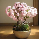 Japanese Sakura Seeds Cherry Blossoms Seeds Japanese Cherry Cerasus Yedoens