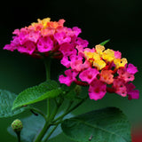 Flower seeds for garden exotic plant seeds, Lantana camara seeds   30 parti