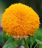 Hot Sale!Teddy Bear Sunflowers seeds Balcony Potted Plants Garden Bonsai Fl