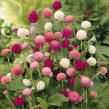 Higro Mix Gomphrena Globe Amaranth Flowers, 30 Seeds, cut flowers E3576-in