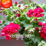 New Fresh Seeds 20 Seed/Lot Hot Pink Univalve Geranium Seeds Perennial Flow