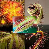 Mix Carnivore Carnivorous Pack   5 Species   40 Seeds   Venus Flytrap & Sun