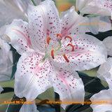 Rare Heirloom 'Sarabande' Lily Seeds, 50 Seeds/Pack, Bonsai Plant Organic V