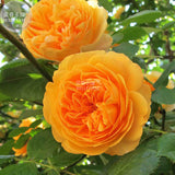 BELLFARM Rose Orange Climbing Flower Seeds, 100 Seeds, very beautiful ornam