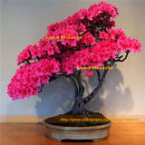 New Arrival 100% True Giant Azalea Seeds, 1 Professional Pack, 10 Seeds/Pac