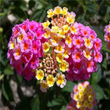 flower seed Lantana seeds potted seed variety complete the budding rate 95