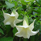 flower seeds Bonsai flower Brugmansia Datura seeds Rare flower seeds Potted