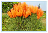 Pampas Grass Seed Patio and Garden Potted Ornamental Plants New Flowers  Gr