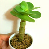 New arrival!200pcs rare Portulaca molokiniensis Seeds money wood tree Bonsa