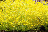 Diy Home Garden Plant 100+ Seeds Goldmoss Sedum GOLDEN ACRE SEDUM STONECROP