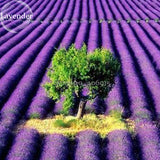 English Lavender Hidcote Lavandula angustifolia, 100 Seeds, amazing fragran