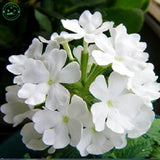 White Verbena seeds Climbing vine flower seeds Primula flower seeds fairy g