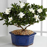 Flower seeds bonsai Cape Jasmine Seeds,Gardenia jasminoides fragrant Exoti