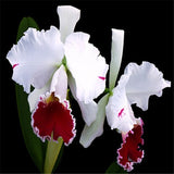 Cattleya Hybrida Flower seeds 20seeds Famous Flowers Orchids seeds Bonsai P