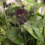 Black Tiger Shall Orchid Flowers Seeds,Rare Flower Orchid Seed For Garden &