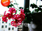 Big Sale!20 Seed/Pack White &amp; Red Edge Geranium Seeds, Perennial Flower