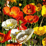 Flower seeds Iceland Poppy seeds Mix Pink Yellow Orange Rose White Cream an