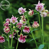 Rare Beautiful Mixed Garden Columbine Aquilegia Pink Bi color Black White P