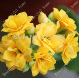 Free Shipping 240pcs 8kind Each 30pcs Kalanchoe flower seeds strange  beaut