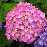 Free Shipping 50 Particle/bag Pink Hydrangea Flower Seeds, Very Beautiful D