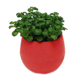 Mini round Shaped Plastic Office Decor Succulents Flower Seed Planter Pot-i