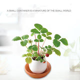 DIY Indoor Egg Bonsai Garden Beautiful Flower Seeds Plant for Home Office D