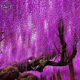 Climbing Flower Vine 10 seed Wisteria seed Outdoor plant bonsai seed Wister