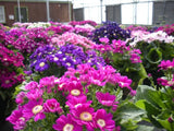 mix Daisy , Cineraria easiest growing flower, hardy plants flower seeds exo