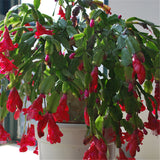 Easy planting balcony patio potted Flower seeds,Zygocactus truncatus,Schlum