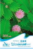 1 original pack 30pcs Bashfulgrass Seeds, interesting flower seed Mimosa pu