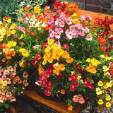 Flower seeds MIX NEMESIA SUNDROPS seeds  Nemesia strumosa grandiflora Home