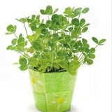 Specials: 200 Seeds / Pack, Clover Seeds Home Garden Decoration Bonsai Flow