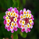 flower seed Lantana camara seeds 20pcs World's Rare Flowers For Garden hom