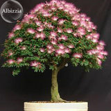 Silk Floss Tree Albizzia Julibrissin Bonsai Nemu Tree, 10 Seeds, ornamental