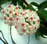 hoya seeds, potted seed, hoya carnosa flower seed Garden plants, perennial