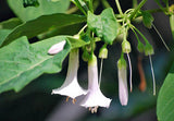 White Mini Angel Trumpet Flower Seeds, White Iochroma Australis Acnistus Se