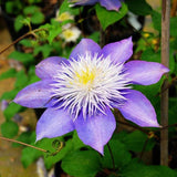 Garden Clematis Seed Six Varieties Beautify Courtyard Terrace Purple Clemat