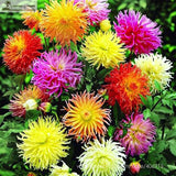 DAHLIA CACTUS MIX   Dahlia Pinnata Variabilis   80 SEEDS-in Bonsai from Hom