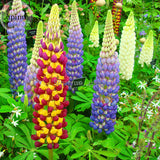 Heirloom Wild Lupine Flowers Mixed Pink White Yellow Red Purple Dark Red co