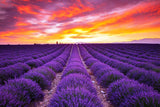 Lavender Seeds Lavandula Officinalis Garden Flower Medicinal Plant Quality